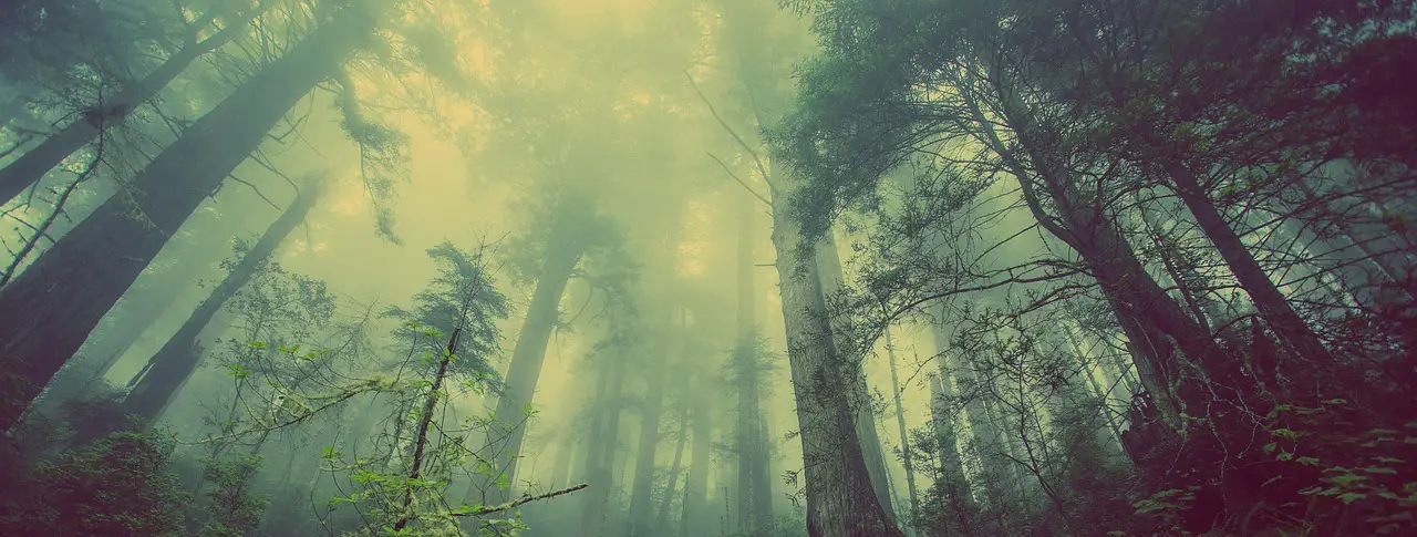 nebel