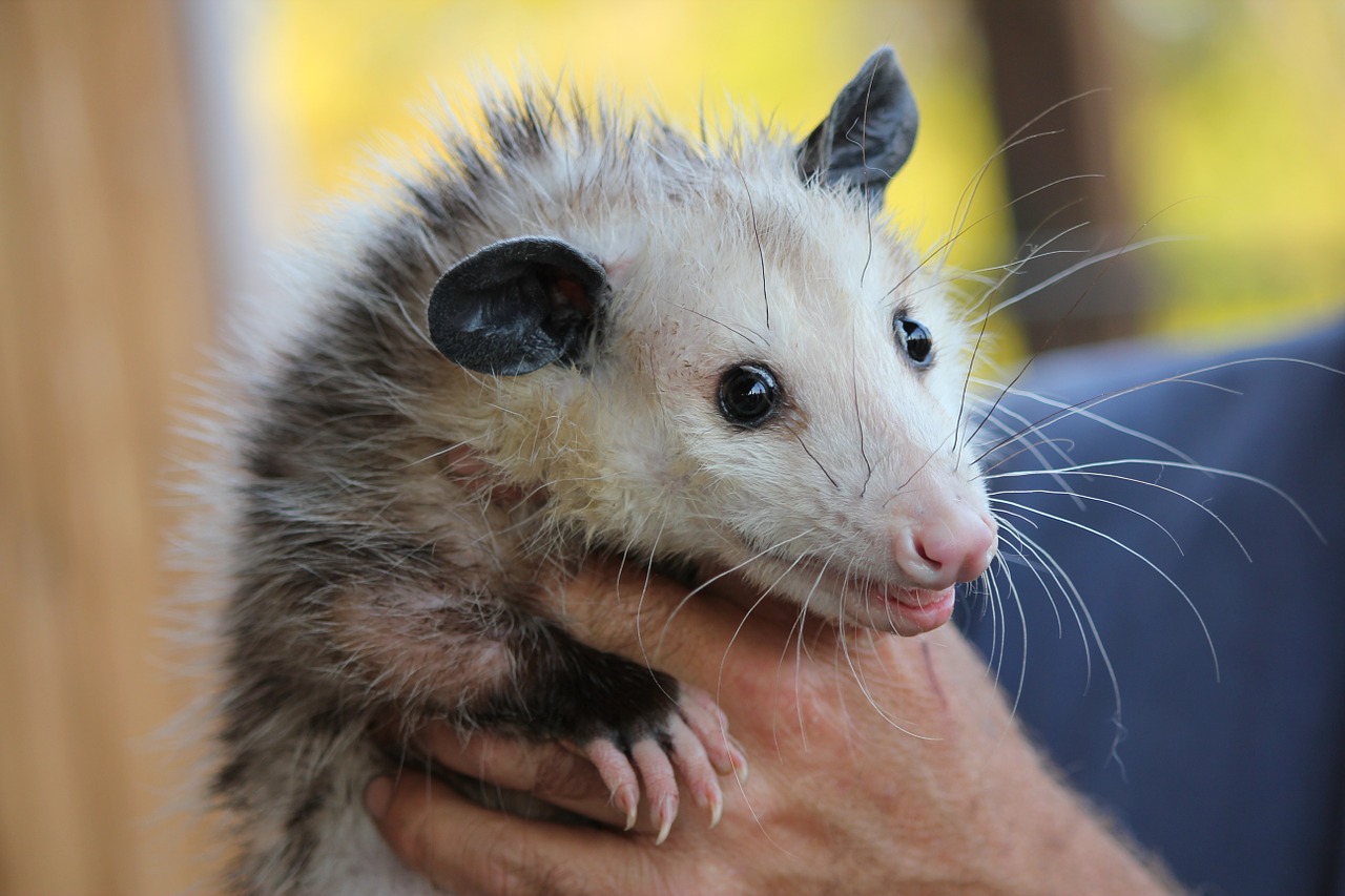 Oppossum