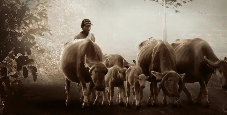 Warum sind Kühe in Indien heilig